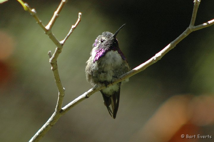 DSC_1005.JPG - Da Costa's Hummingbird